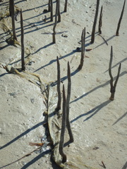 Avicennia marina