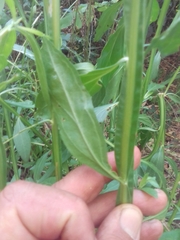 Baccharis phyteumoides