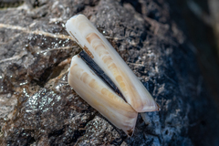 Ensis
