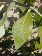 Avicennia marina