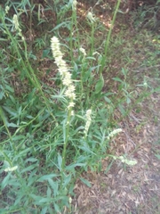 Baccharis phyteumoides