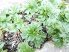 Potentilla caulescens