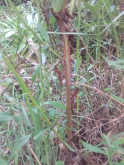 Baccharis phyteumoides