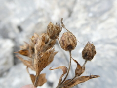 Potentilla caulescens