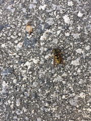 Vespula atropilosa