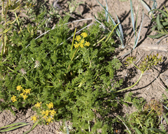 Lomatium grayi