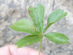 Potentilla caulescens