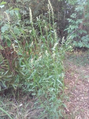 Baccharis phyteumoides