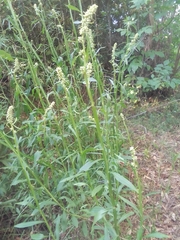 Baccharis phyteumoides