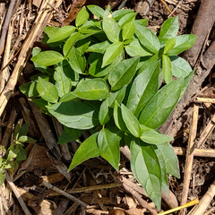 Vincetoxicum rossicum