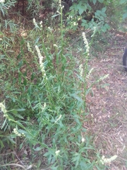 Baccharis phyteumoides