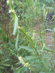 Baccharis phyteumoides