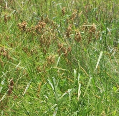 Scirpus pendulus