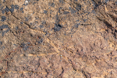 Melarhaphe neritoides