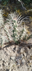 Cylindropuntia echinocarpa