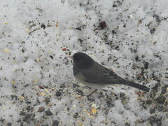 Junco hyemalis montanus