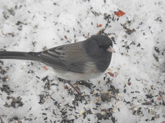 Junco hyemalis montanus