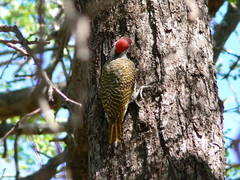 Campethera bennettii