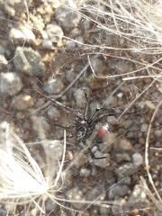 Latrodectus mirabilis
