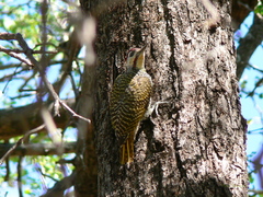 Campethera bennettii