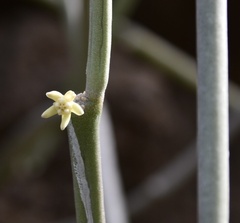 Cynanchum daltonii