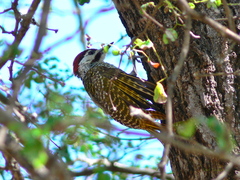 Campethera bennettii