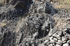 Cynanchum daltonii
