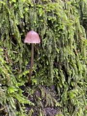 Mycena bulliformis
