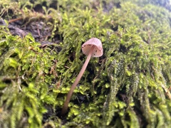 Mycena bulliformis