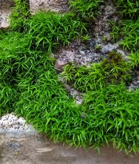 Tortella