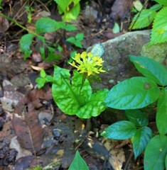 Malaxis histionantha