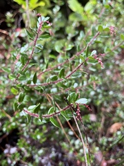 Arctostaphylos nummularia