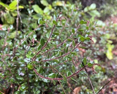Arctostaphylos nummularia