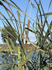 Typha orientalis
