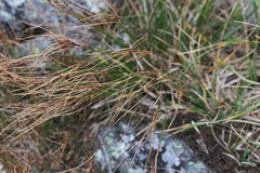 Oreojuncus trifidus