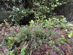 Arctostaphylos nummularia