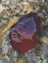 Actinia mediterranea