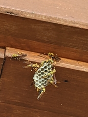 Polistes myersi