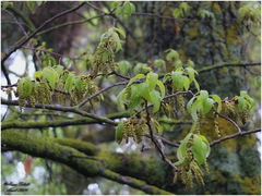 Quercus afares