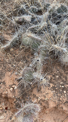 Opuntia polyacantha
