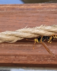 Polistes myersi