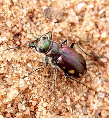 Cicindela scutellaris lecontei