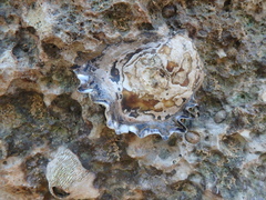 Ostreidae