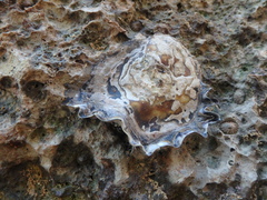 Ostreidae