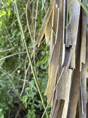 Polybetes rapidus