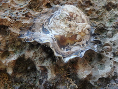 Ostreidae