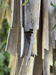 Polybetes rapidus