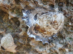 Ostreidae