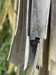 Polybetes rapidus