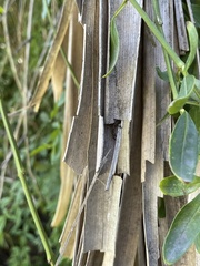 Polybetes rapidus